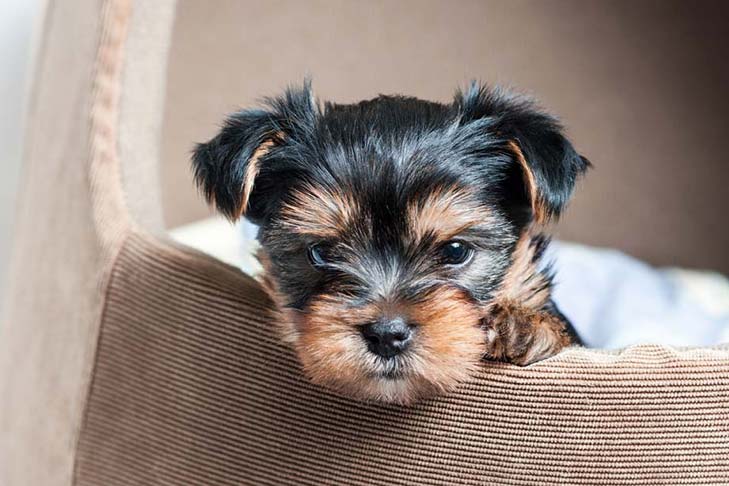 Taking Care Of Your Yorkie Puppy