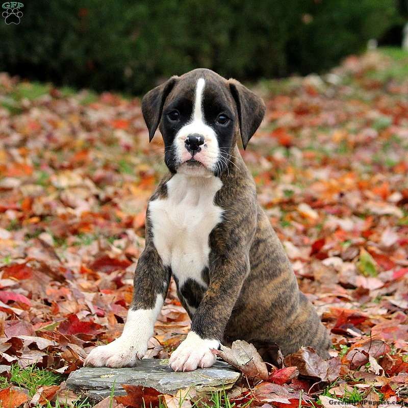 Boxer Puppy Care Guide, Boxer Puppies For Homes