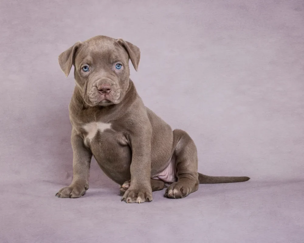 Pitbull Puppies, Taking Care Of Pibull Puppies