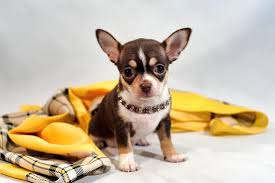 chihuahua puppies