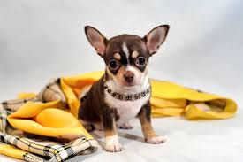 Buying Chihuahua Puppies Online