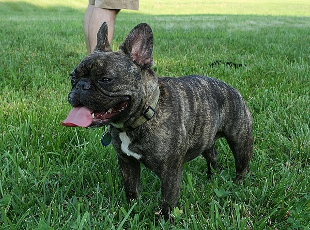 french bulldog for sale, French Bulldog Home Guide