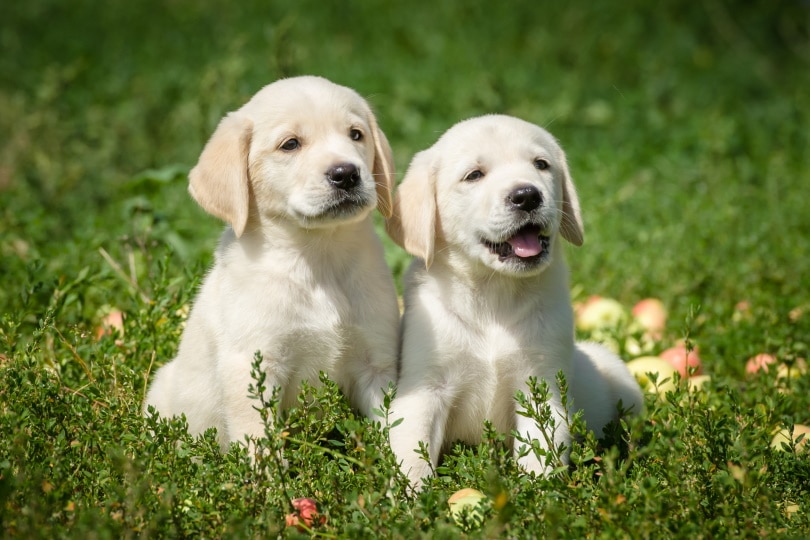 Labrador Retriever Puppies