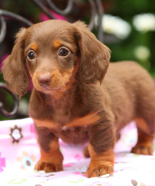 dachshund puppies for sale, Dachshund Puppies